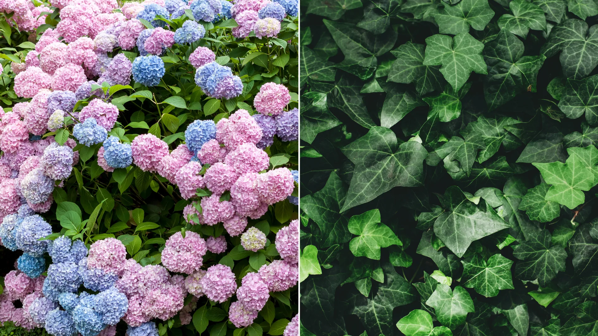 hydrangeas and ivy