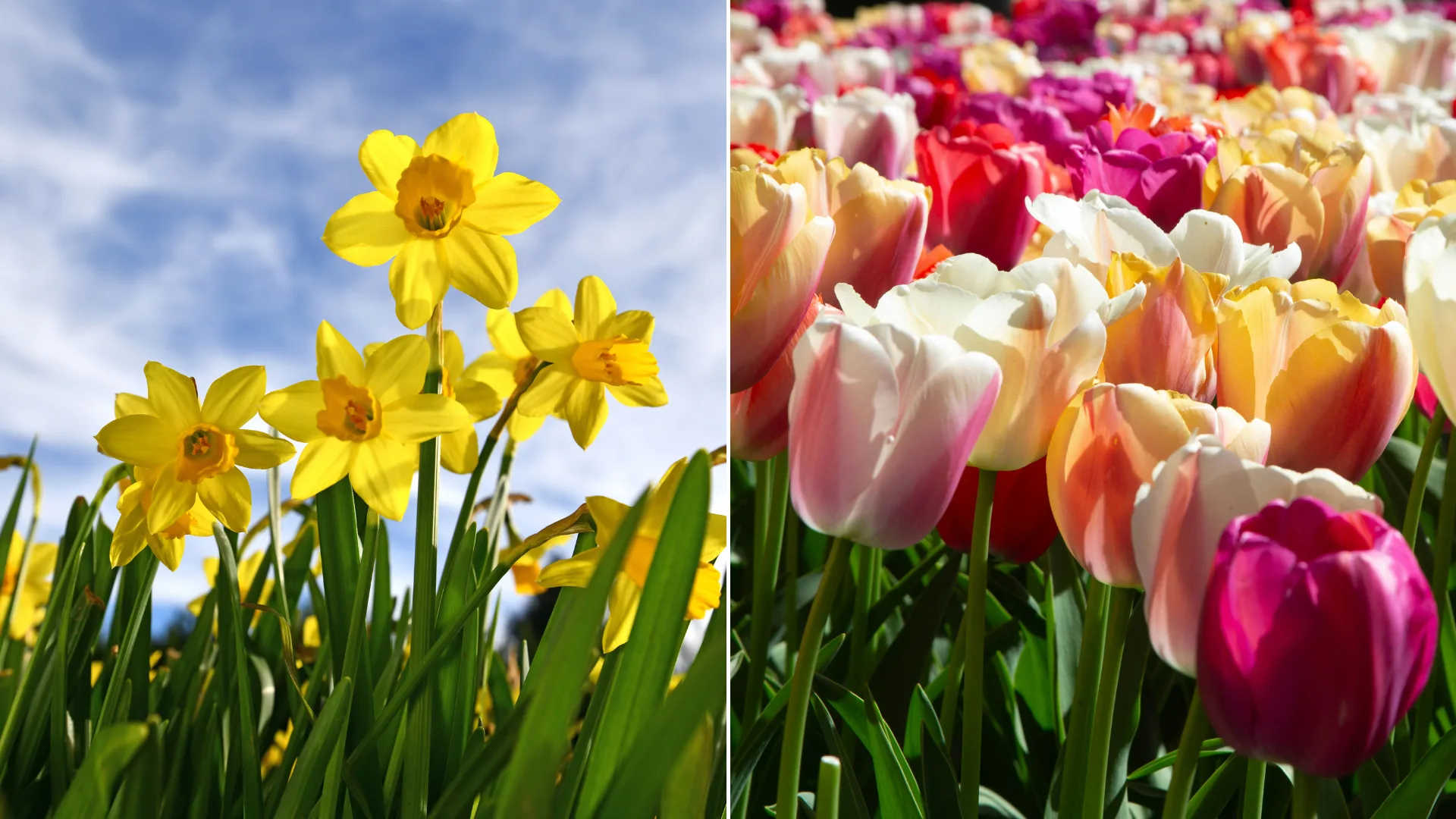 daffodils and tulips