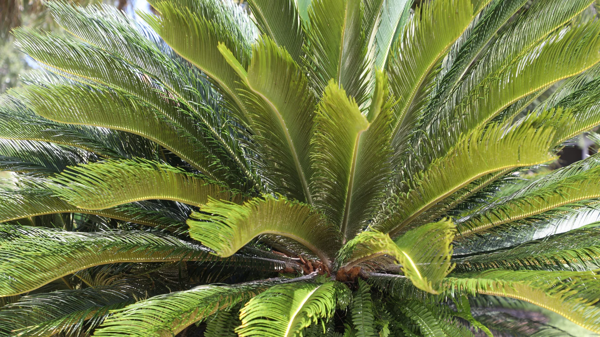 sago palm