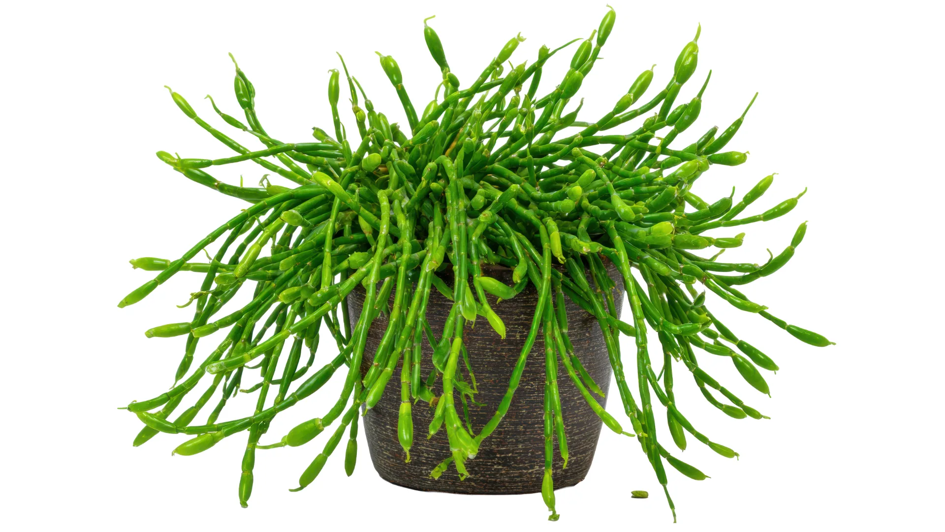 mistletoe cactus
