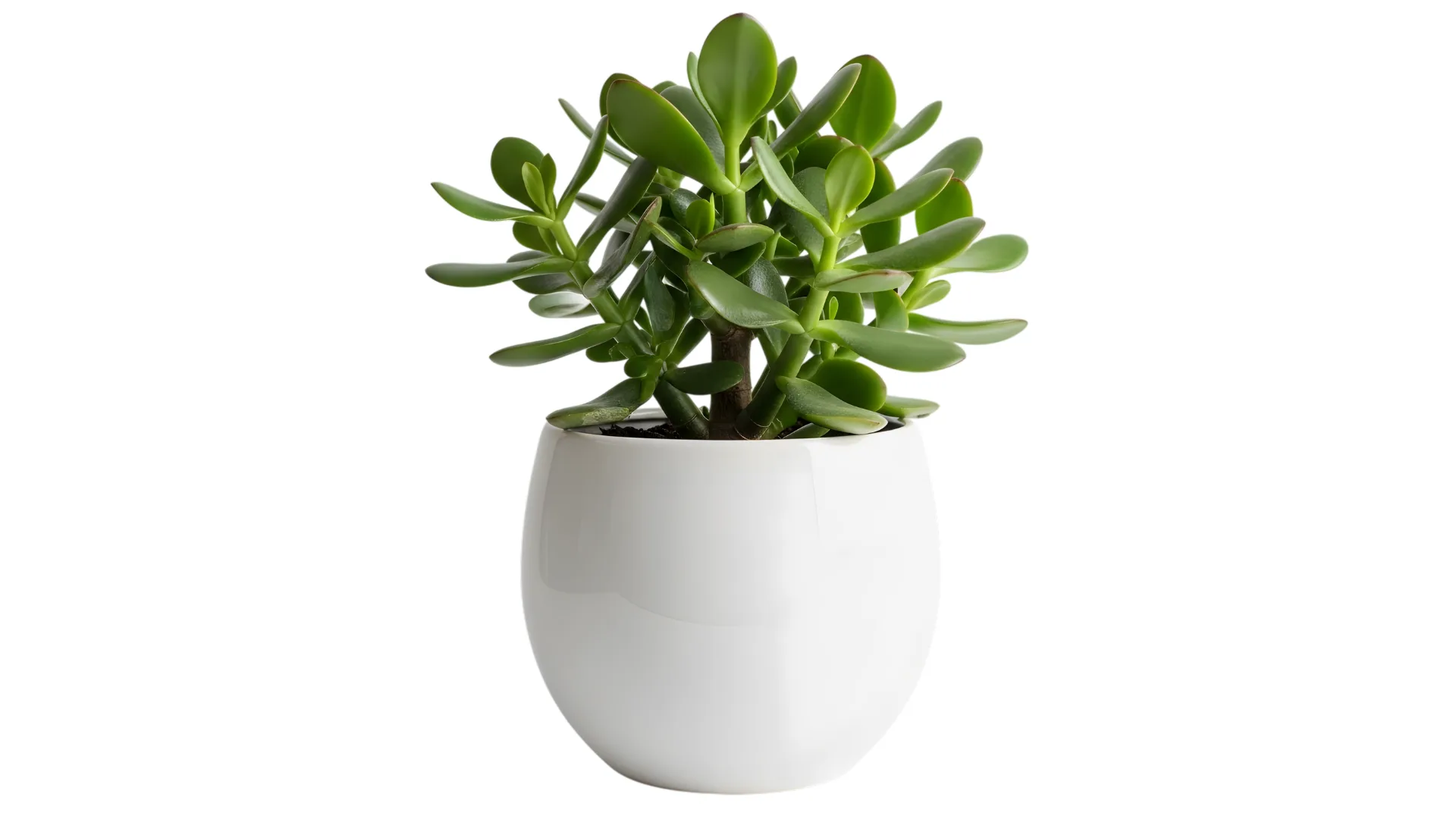 jade plant