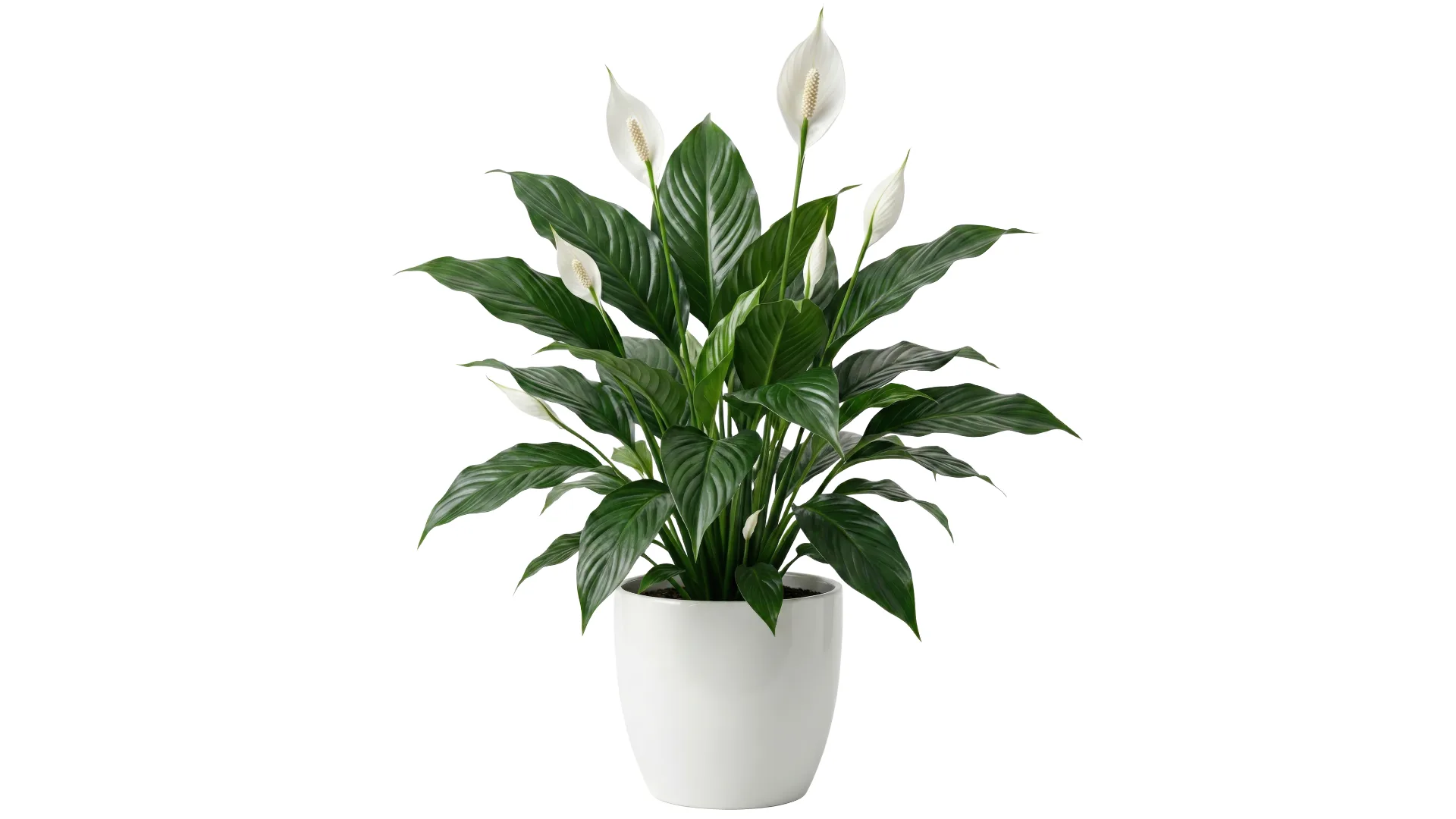 peace lily