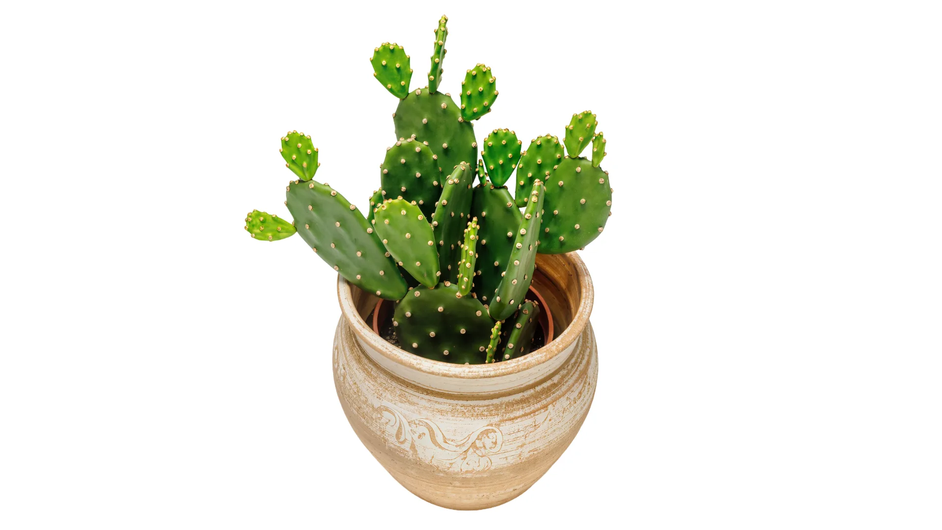 prickly pear plant