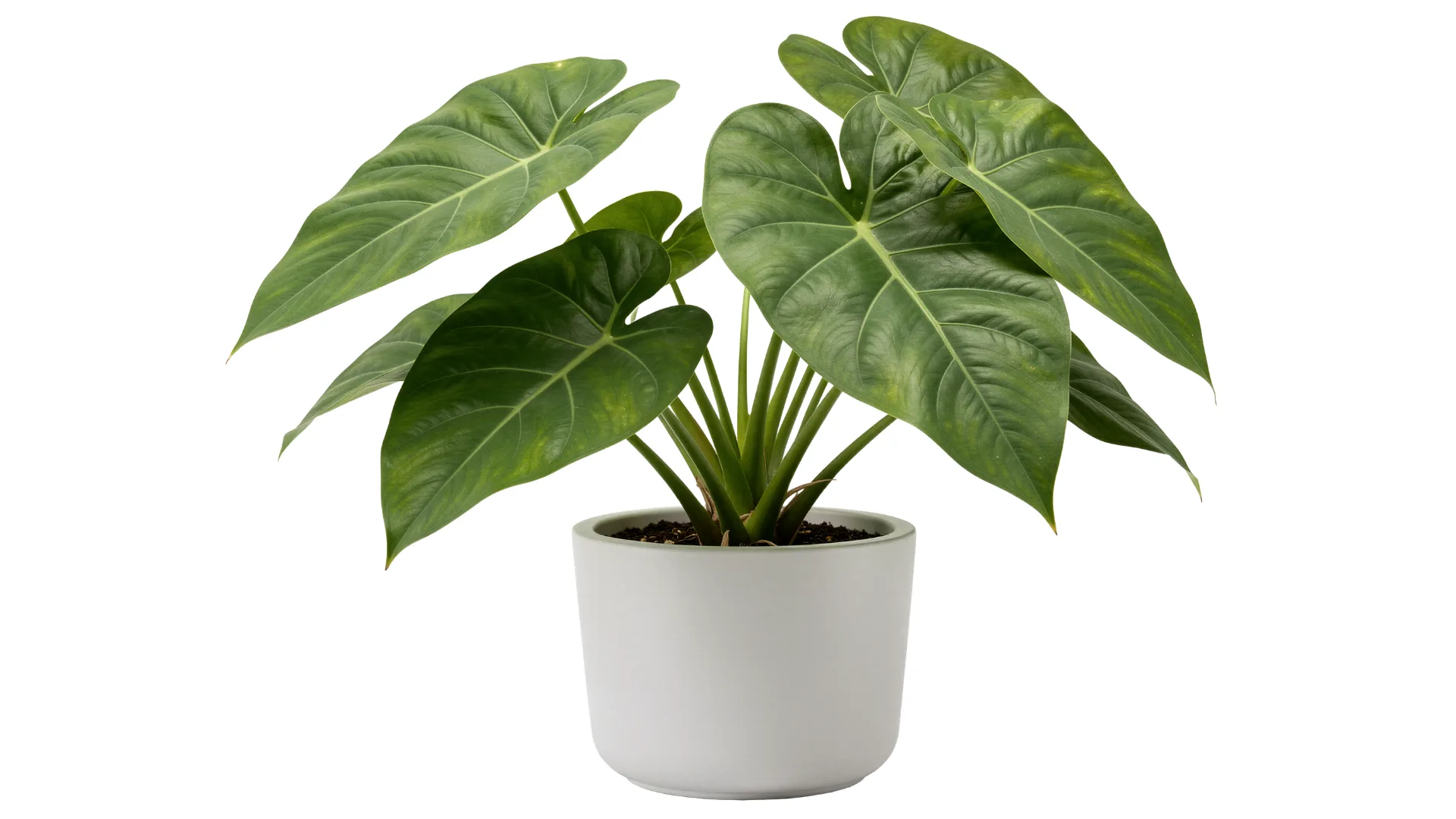 philodendrons