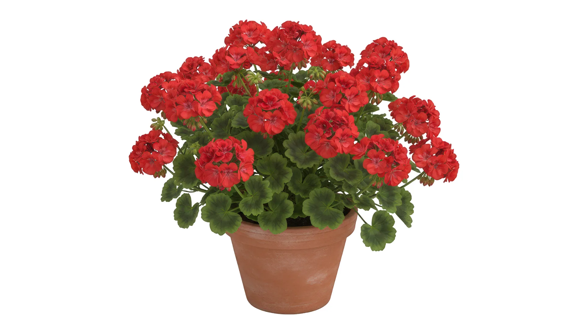 geranium