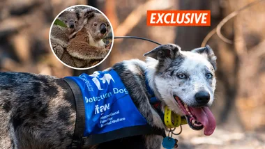 EXCLUSIVE: He went viral, won over Hollywood and saved hundreds of koalas. Meet Bear – the dog who did it all