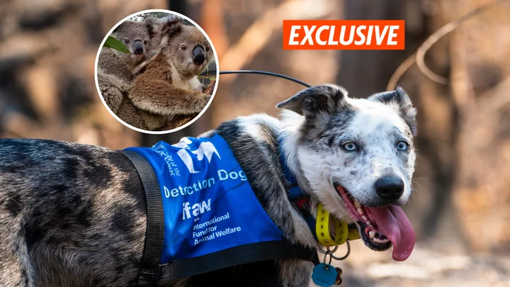 EXCLUSIVE: He went viral, won over Hollywood and saved hundreds of koalas. Meet Bear – the dog who did it all