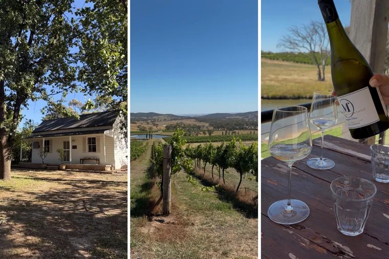mayfield vineyard in orange