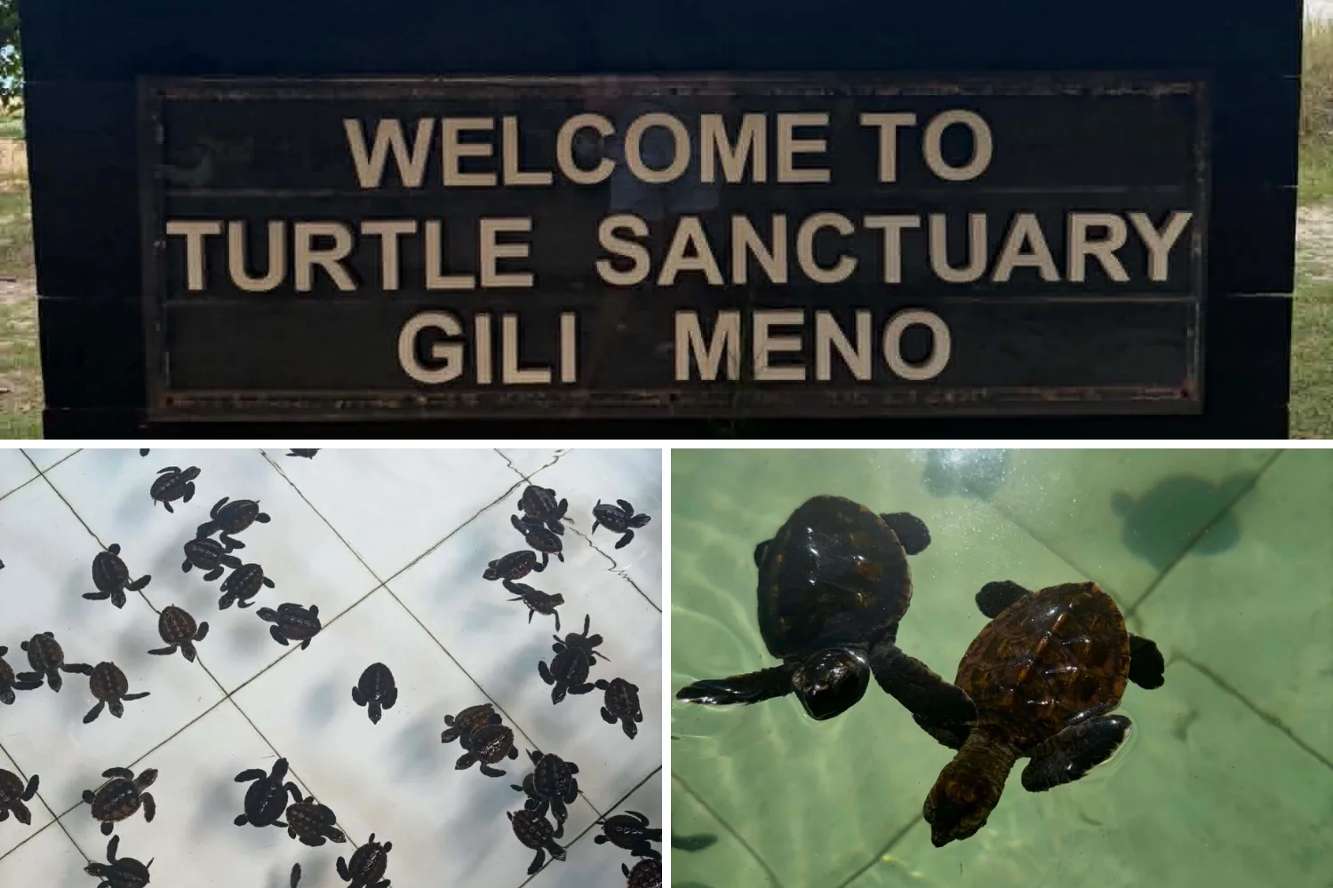 gili meno turtle sanctuary