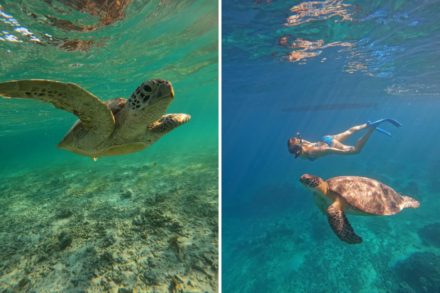 snorkelling with turtles gili meno