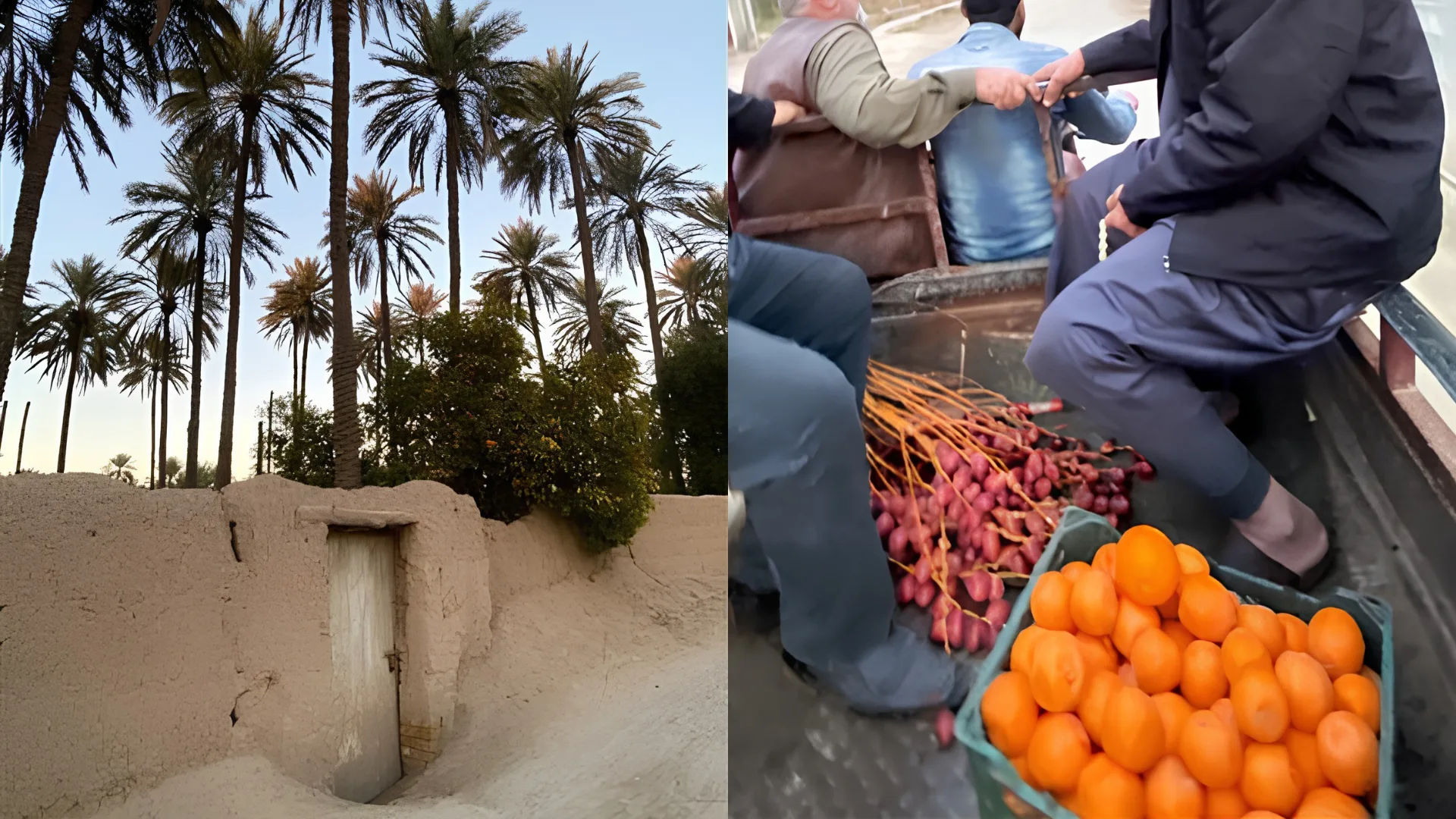 Fruit and palm trees on farmland
