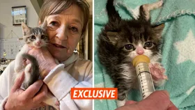 Meet the Aussie kitten whisperer who’s saved more than 300 abandoned cats