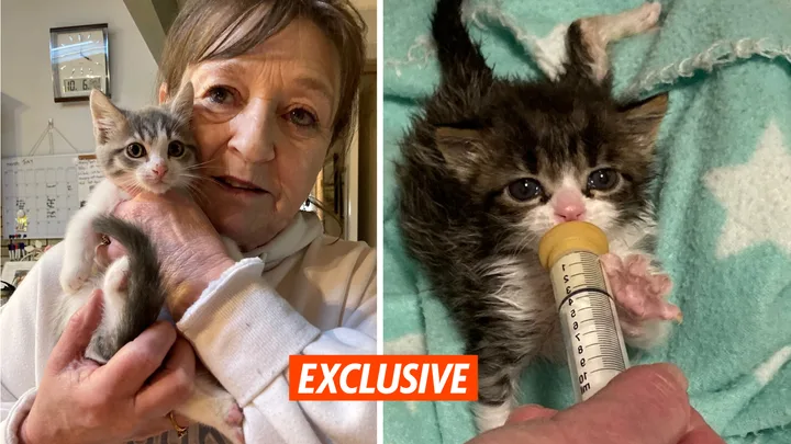 Meet the Aussie kitten whisperer who’s saved more than 300 abandoned cats