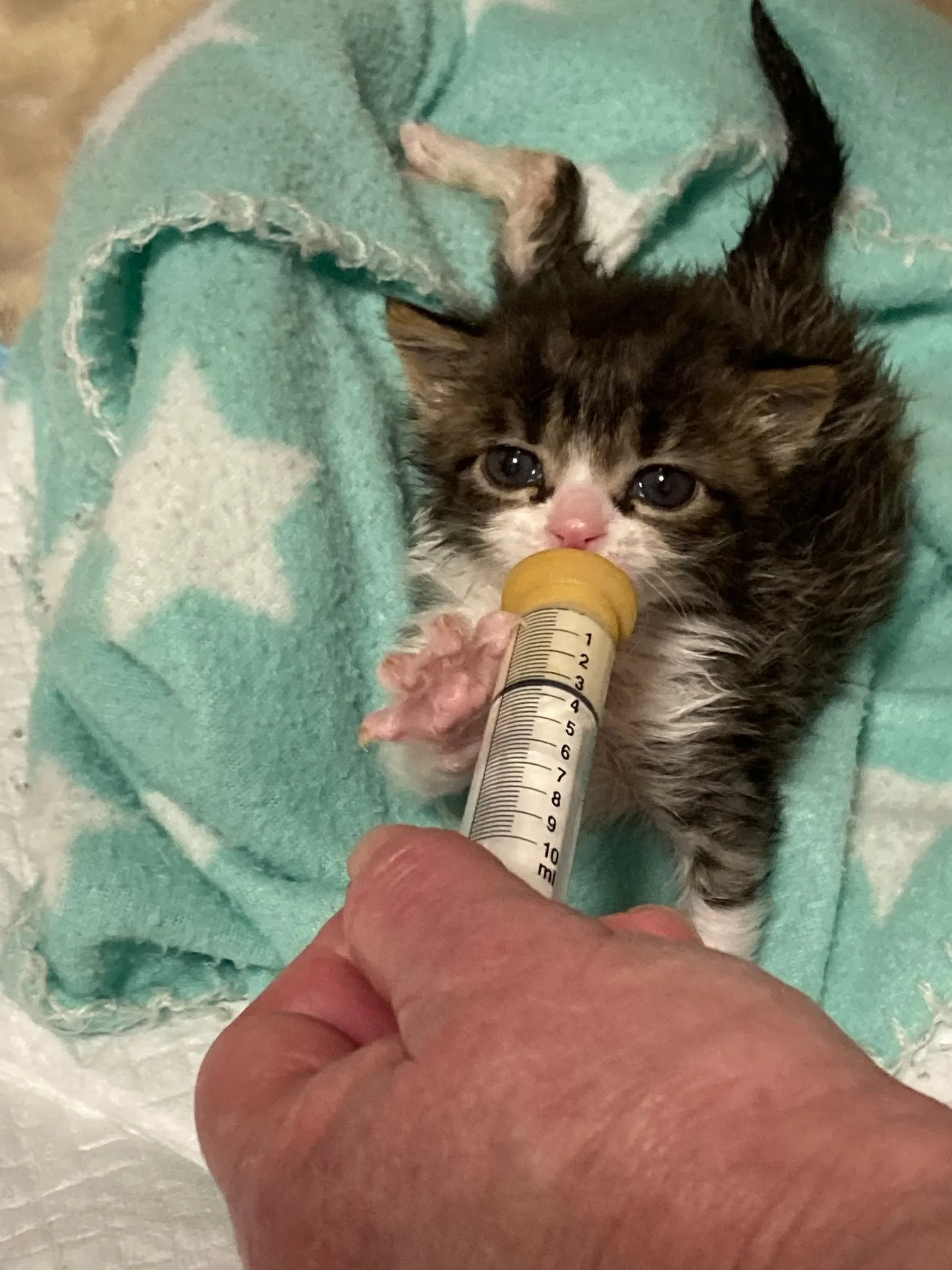 rescue kitten feeding