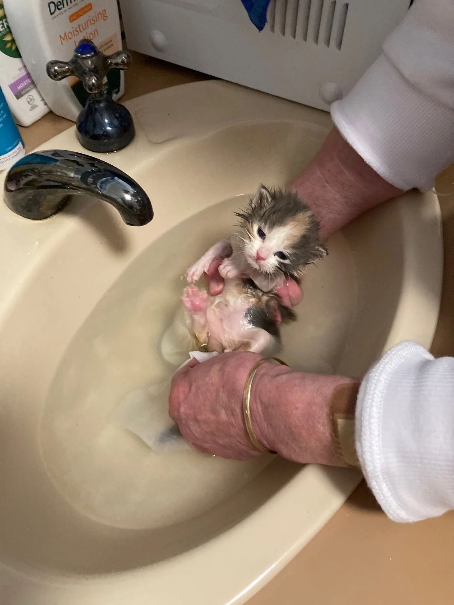 kitten having a bath