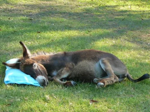 Donkey