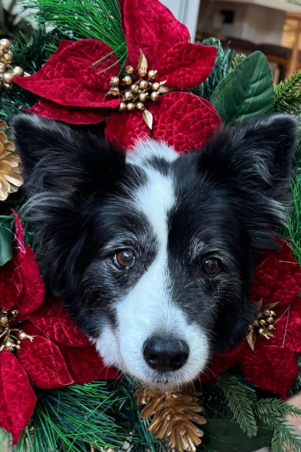 Amanda Keller's dog Mini
