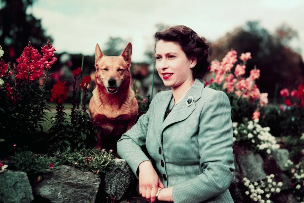 the queen corgi dogs