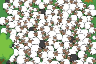 Can you spot the sleeping sheep?