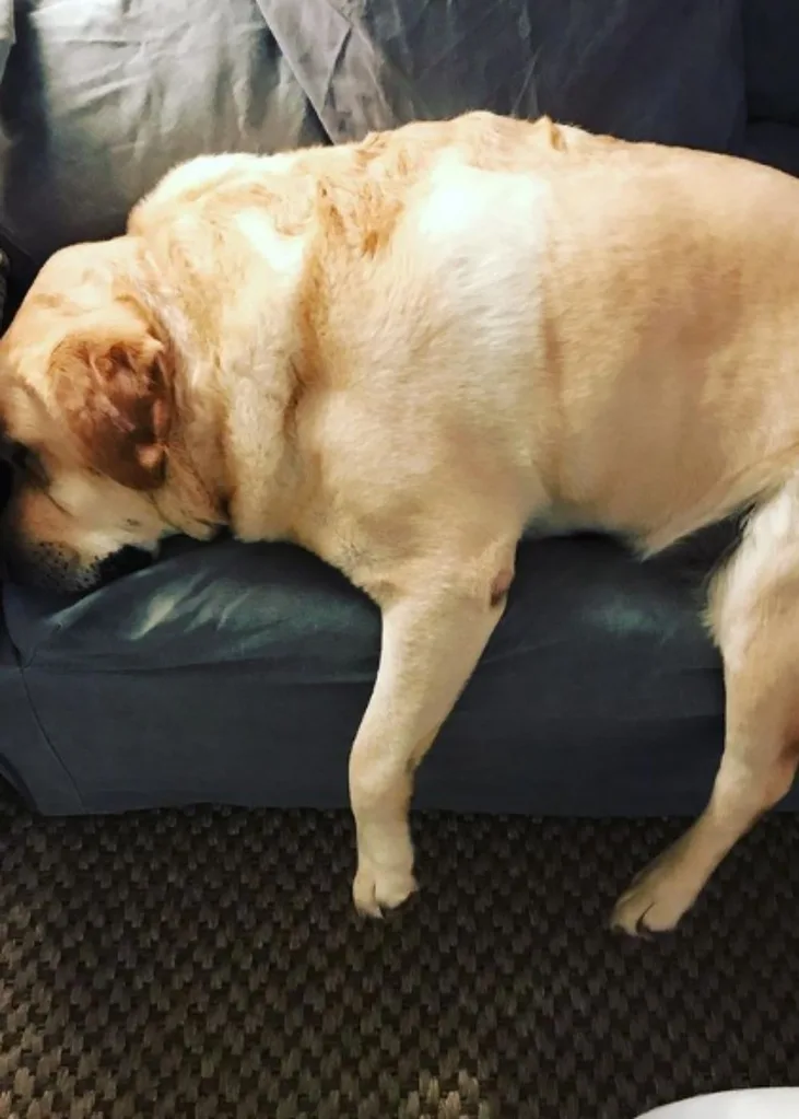 Sam Armytage Sunrise Dog