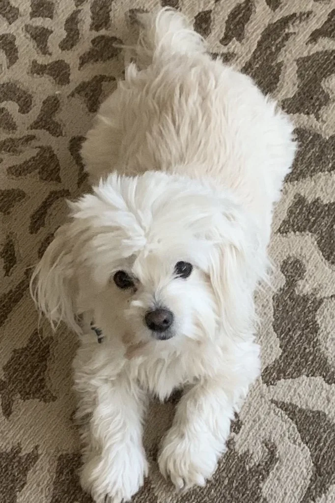 jessica marais dog ollie