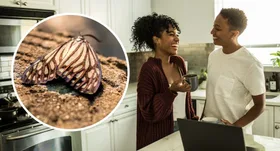 Here’s how to get rid of pantry moths forever