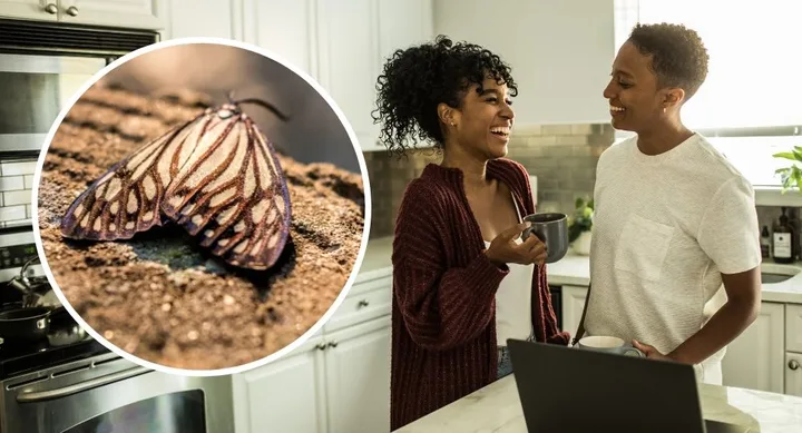 Here’s how to get rid of pantry moths forever