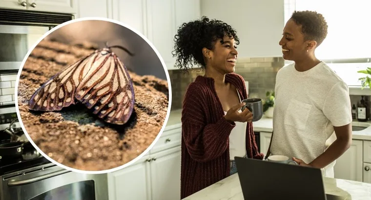 Here’s how to get rid of pantry moths forever