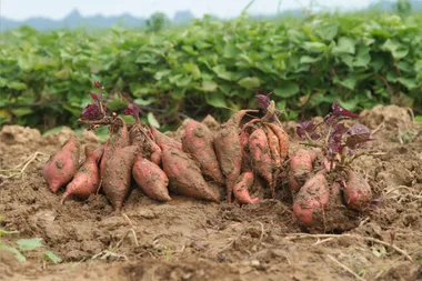 4 ways to use sweet potato leaves in cooking