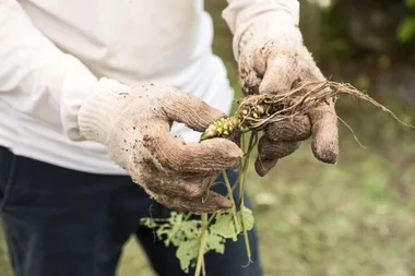 How to Grow Wasabi in Australia