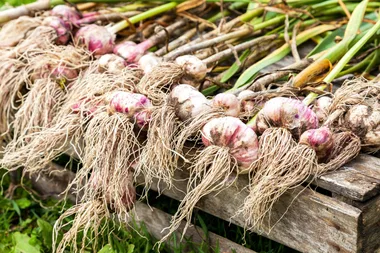 How to grow garlic from a clove