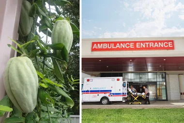 Urgent warning over common garden vegetable: ‘It’s poisonous – do not eat it’