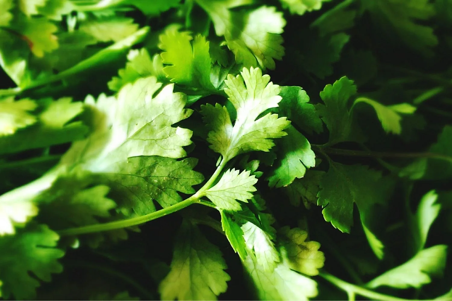What is Cilantro in Australia & Is It the Same as Coriander? New Idea