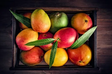 How to grow a mango tree