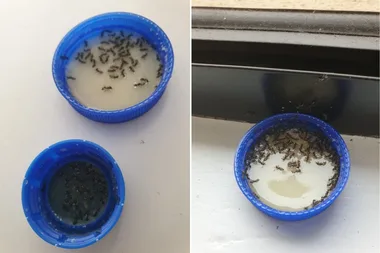 Simple home remedy to rid your house of stubborn ants that mums are loving