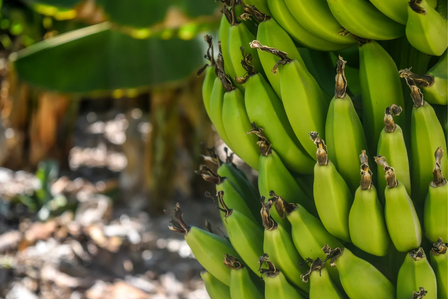 Your easy guide to growing bananas