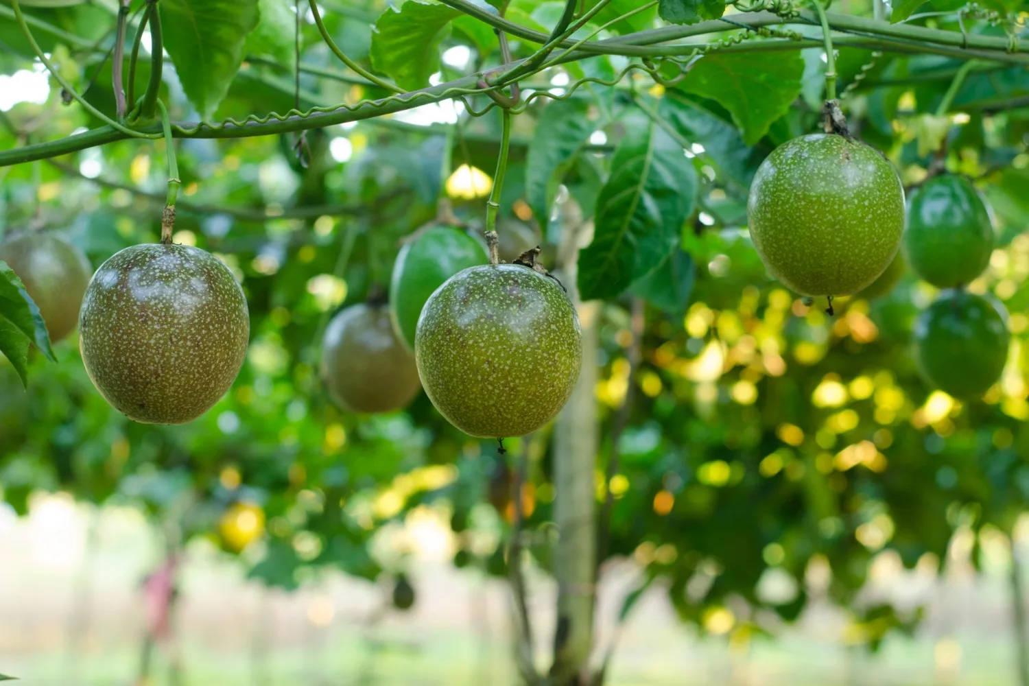 How to Grow Passionfruit: Tips for Passionfruit Vine Care | New Idea