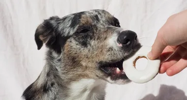 Krispy Kreme’s new doggie doughnuts are the perfect treat for your beloved pooch
