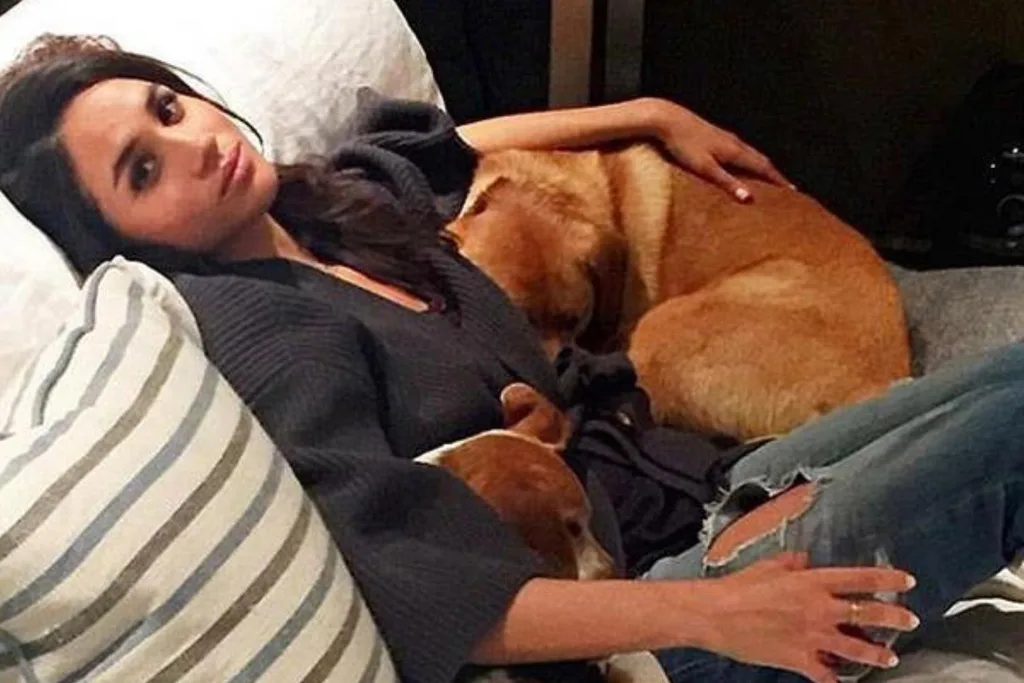 meghan markle dogs