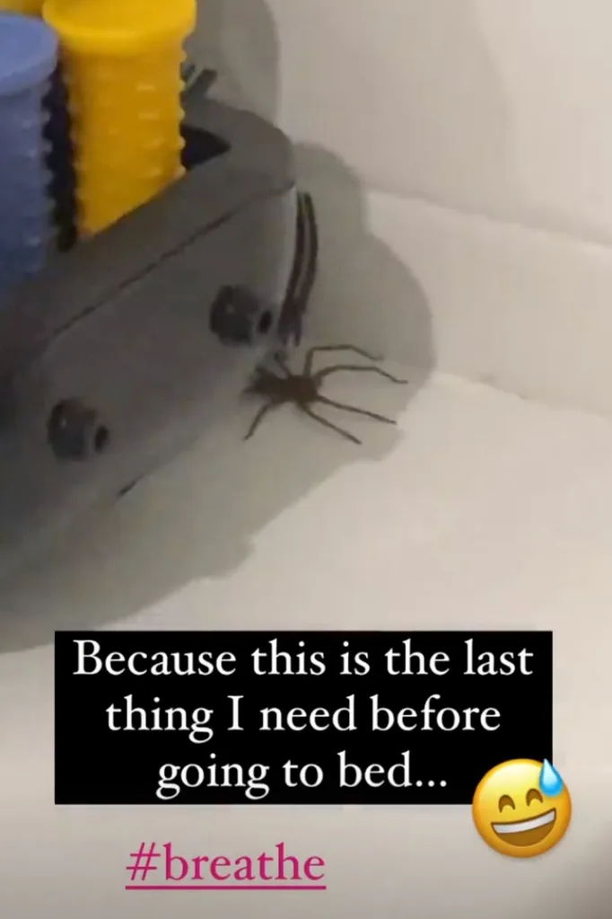 cam-merchant-spider