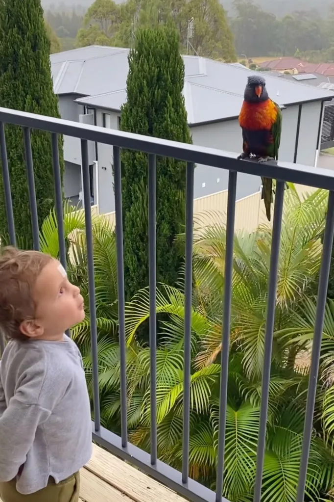 ollie-merchant-lorikeet