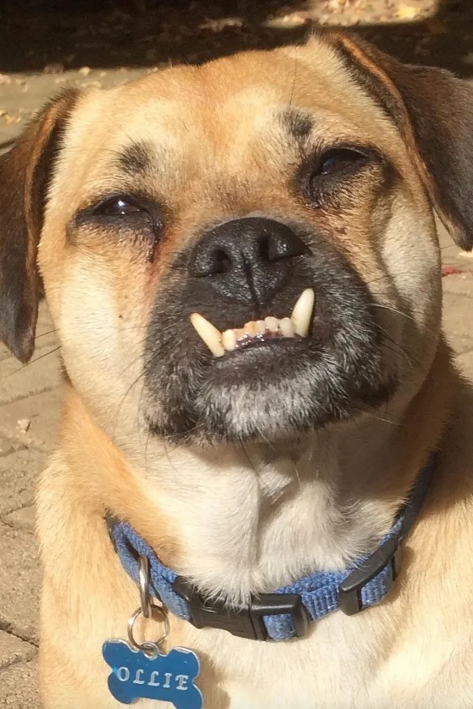 luke-jacobz-french-pug-ollie
