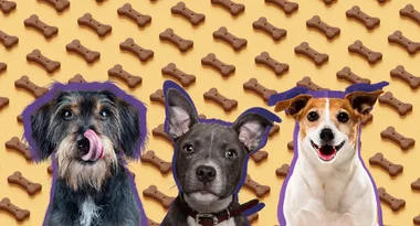 Australia’s most popular dog breed has been announced!