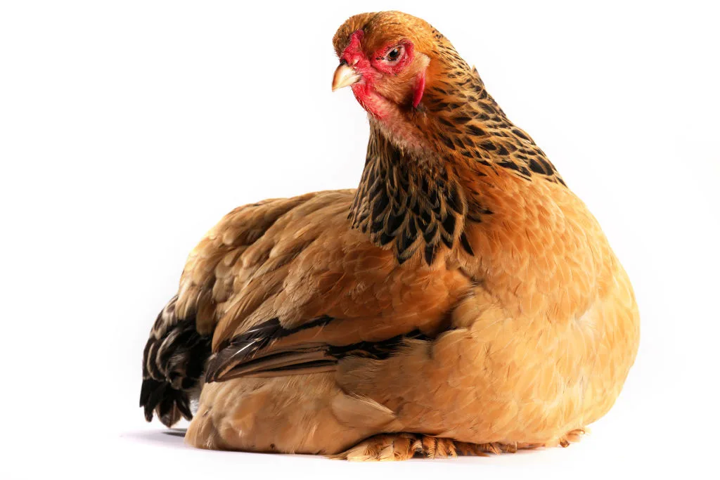 Chicken