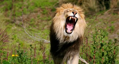 Five lions escape from Taronga Zoo