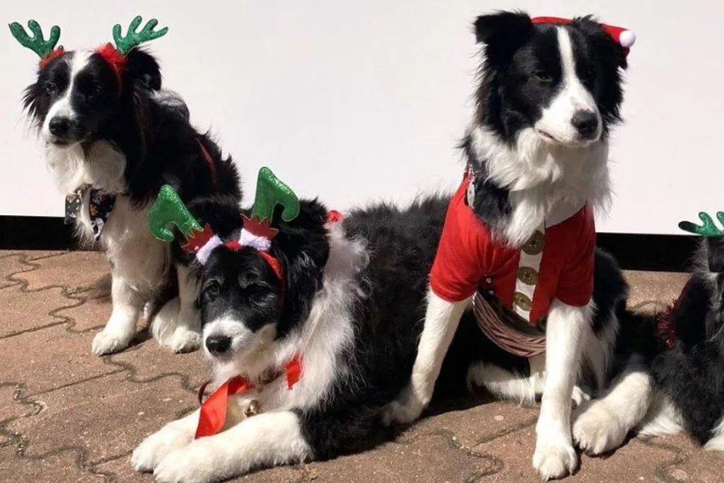 Nan's dogs