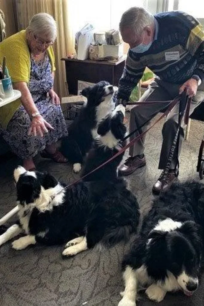 dogs hard at work