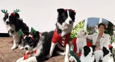 Meet the therapy dogs bringing joy to aged-care homes this Christmas