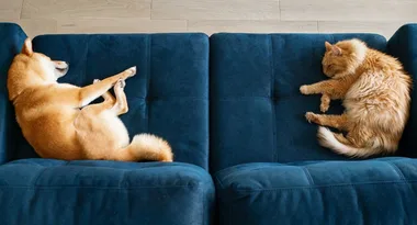 The ultimate fur fighting vacuums to keep your home sparkling clean all year round