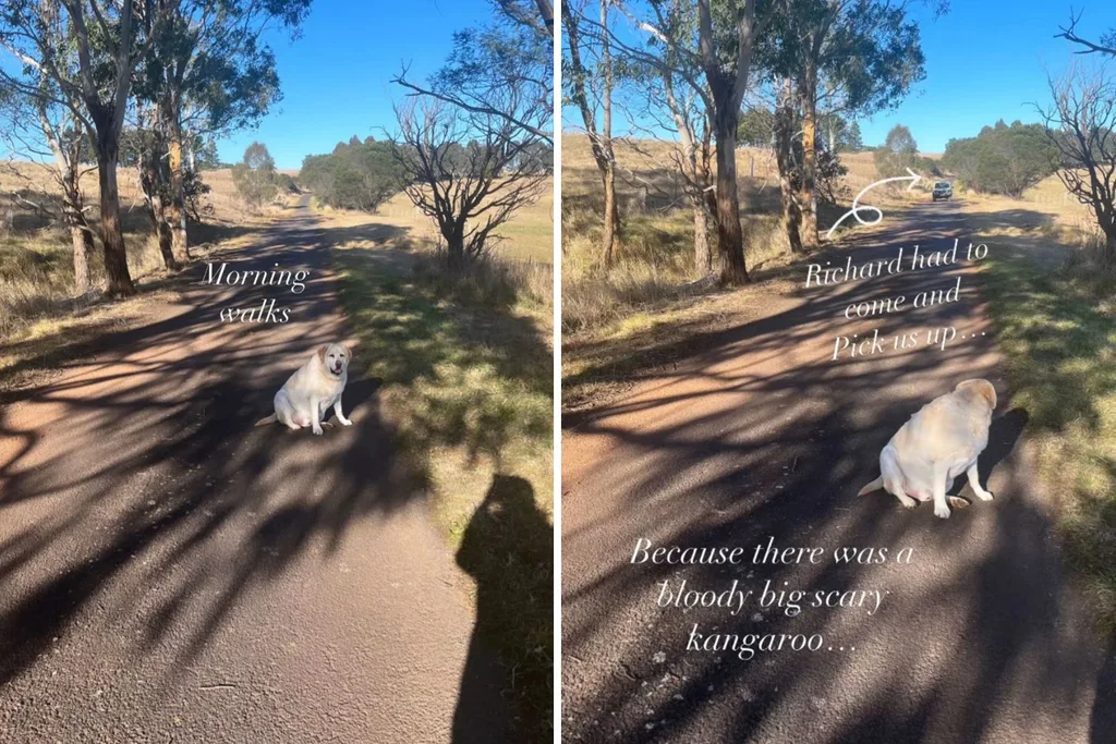 sam-armytage-walk-kangaroo